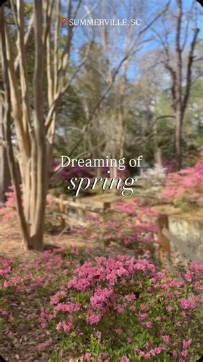 Just beyond the bustle of Charleston, Summerville blooms. Spring here isn’t just a season. It’s a tradition— historic gardens, azaleas at every turn, and a quieter kind of Lowcountry charm. 🌸 Experience the Flower Town in the Pines. Plan your spring visit. | Visit Summerville