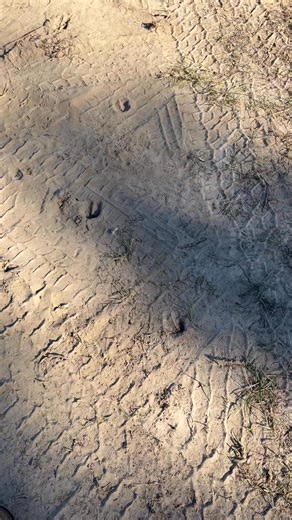 Rack Razor! Eating it under my barn by the dog pen! | South Alabama Deer Tracking Services
