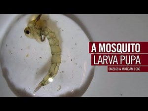 A mosquito larva pupa | by Motic Europe