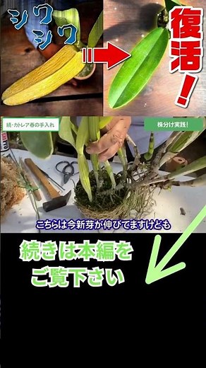 【洋蘭】カトレア 傷んだ株編 復活[orchid]Cattleya: Damaged Plants Revived@seedpot368 #sheath