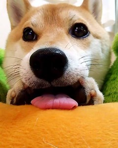 Mondays Be Like..... source / credit: https://www.instagram.com/shiba_charmy/ | My First Shiba Inu
