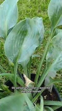 Hostas Are Edible?! The Backyard Food Most People Walk Past #gardening #foraging #diet #natural