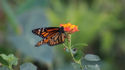 40% of insects could go extinct - and humans won’t be spared