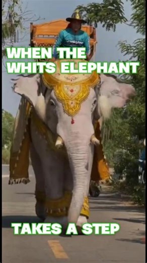 When the white elephant takes a step”⚡#beatvibestudio #shortvideo #elephant
