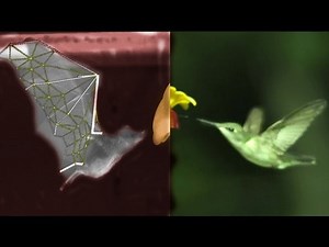 Watching Bats Fly In Slow Motion Reveals Biological Badassery