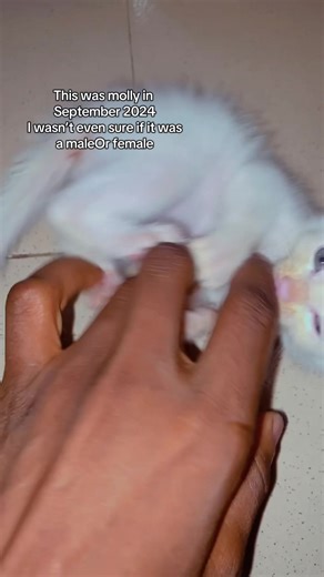 Molly's Journey: New Cat Mom Chronicles