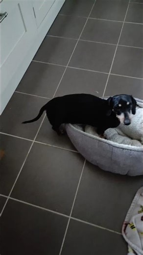 The Cutest Tip-Toeing Dog You Will Ever See! Listen Very Closely 🐶🐾