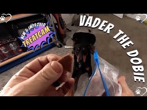 Treatcam Triumph: Doberman's Lip-Smacking, Jabba-Defeating Chaos!