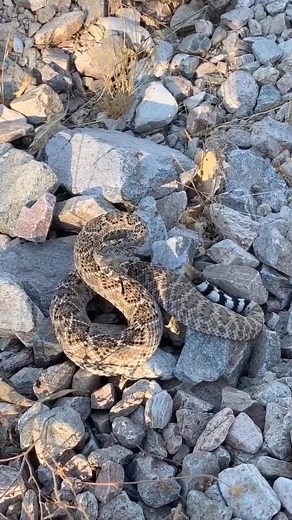Encountering a Western Diamondback Rattlesnake in Arizona
