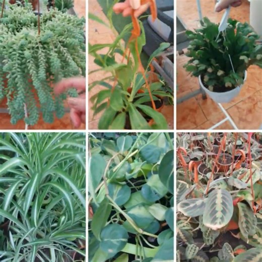 98K views · 5.4K reactions | Here are some popular and best hanging indoor plants for your home 華華❤ #Amazing #plants #plants #plantlover #plantbased #plantsofinstagram #plantsmakepeoplehappy #plantsmakepeoplehappy #plantlife #plantlover #plantslover #video #homedecor #home #virals #foryou #plantas #viral #nature #HomeDecor #decoration #beautiful #beauty #garden #garden #gardening #gardening #gardenlife #gardendesign #gardeninspiration | Decor & Beauty | Facebook