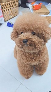 1M views · 10K reactions | Con bị oan quá cô chú ơi, ai làm đã đời đổ...