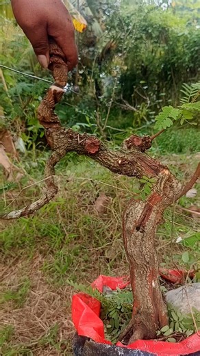 Tamarind bonsai development program #shortvideo #song #shortsfeed #art