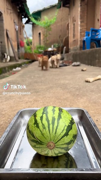 #dog #asmr #eating #dogeat