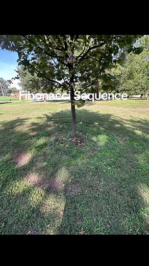 La Sabiduría de los Árboles y la Secuencia Fibonacci