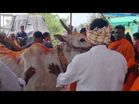 The worship of cow goddess was performed by all the devotees during the Narayanapuram Ramalaya Pr...