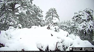 😍 Al Parc Natural dels Ports també neva amb ganes i els gruixos són prou importants! 📹 Així es pot veure des de la càmera del niu d'àguila marcenca. | La Provincia de Tarragona