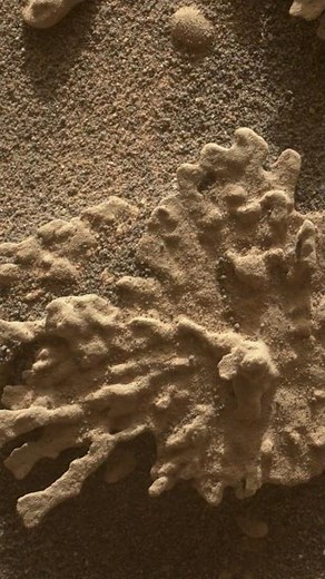 LA NASA ENCUENTRA UNA ROCA CON FORMA DE CORAL EN MARTE 🛰️