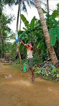 Coconut Falling The Tree Cinematic Effect