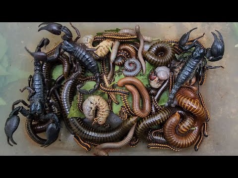 Fantastic Collection Giant African Millipede, Small Millipede, Venomous Scorpion | Small World