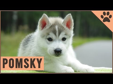 Pomsky - Dog Breed Information