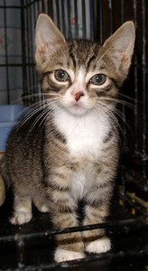 Cat Urinary Stones Tricky To Diagnose, Treat