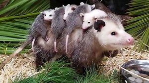 255K views · 19K reactions | Awesome opossum! Did you know this is how an opossum mother transports her babies when they are too big for her pouch? Support WildCare's work to rehabilitate orphaned and injured opossums! https://www.discoverwildcare.org/donate | WildCare | Facebook