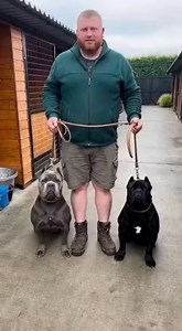 Miniature Cane Corso #canecorso #dogs 🐶 | Marck Barrera