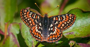 Oregon Field Guide:Butterfly Watching Season 25 Episode 2510