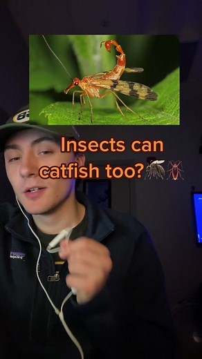 Scorpion Flies: The Ultimate Catfish Insects Revealed