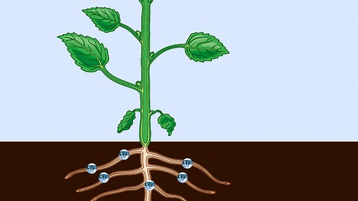 How the Vascular System Works in Plants | Britannica