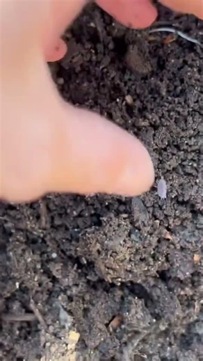 ECO-FRIENDLY WORM BIN THAT TURNED MY FAMILY'S WASTE INTO HUNDREDS OF POUNDS OF VERMICOMPOST