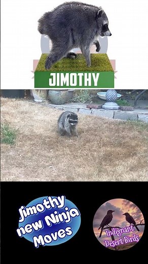 Meet Jimothy: Seattle’s Viral Short-Spined Raccoon Who Took Over the Internet #urbananimal