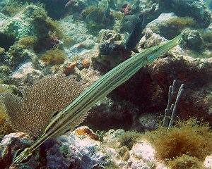 Trumpetfish - Alchetron, The Free Social Encyclopedia