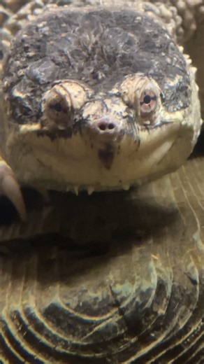 We’re just joking around, you don’t ✨actually✨ need to be afraid of common snapping turtles! They are an important part of the freshwater ecosystem and here’s a few reasons why: 🐟 They keep our waterways clean by eating diseased and decaying animals 🌱 They help with the spread of plant seeds to new areas 🪳 They keep insect, plant, fish and reptile populations balanced Even if you may still be a bit wary of this species, stop by and meet Flash in our Coastal Plain gallery to learn more about w