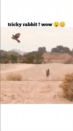 the trickiest & fastest wild rabbit, running from eagle