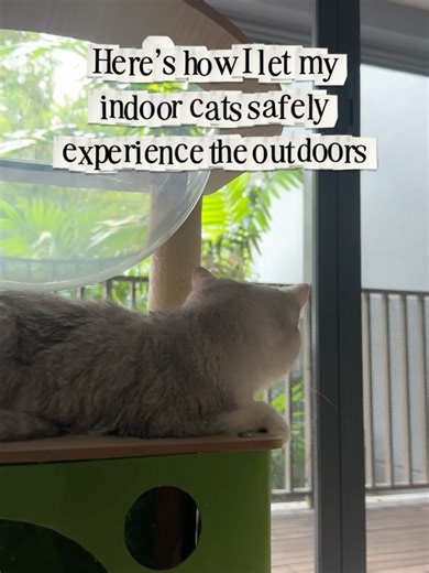 Rubyloo on Instagram: "don’t come at me!!! 😤 about my previous mesh!!! 😤 okay so before i had roobs & @littleolliebob, i had already meshed my entire house cos i was constantly attacked by mozzies. i’d always planned to get pet-proof mesh eventually but i got lucky & roobs never bothered to escape. like zero attempts (i think she knows she can’t survive in the wild LOL). but alas, the prev mesh KO-ed cos i was too rough while cleaning it. i’d done a lot of research & @irusu.sg’s products KEPT 