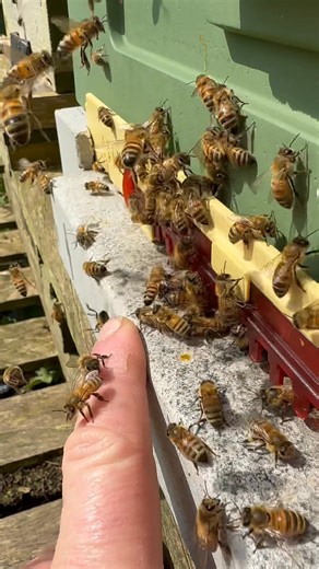 Always feel connected, always enjoying my bees 🐝 | Stanley’s bees