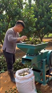 🌱⚙️ Motorized Fruit Thresher and Stem Remover for Efficient Harvest Processing
