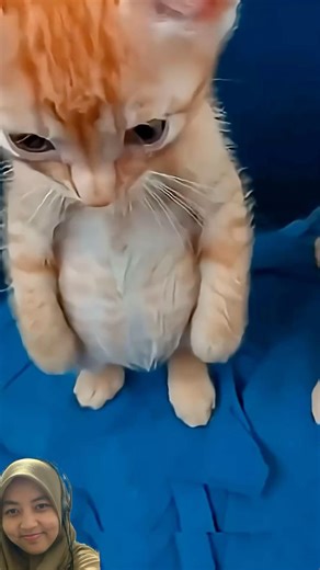 #cat #funny #baby #cute #kucing #kitten #animals #pets #cats #meow #core #stand #catsounds #random