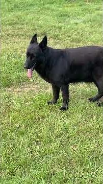 Introducing COAL...an Amazing Black German Shepherd Puppy