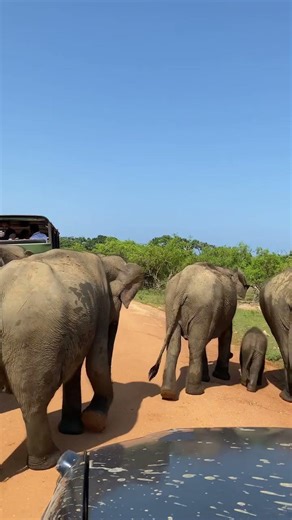 Gentle Giants Owning the Wild Reserve #elephantconservation #elefantes #elephant