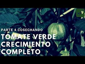 COSECHA Tomate Verde: Siembra Crecimiento y Cuidado Parte 4