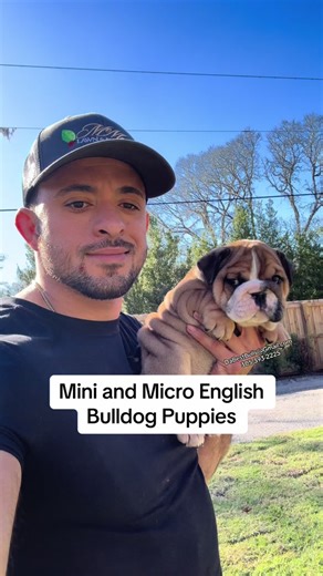 Mini and Micro English Bulldog Puppies do exist, just have to make shre u get from a reputable breeder.