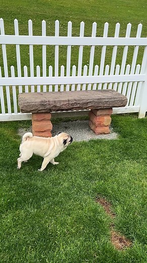 21K views · 757 reactions | Chasing planes…Does your pug chase things in the sky? Walle is the only one of ours that ever looks up. Birds are extra fun. ✈️ #chasingplanes #itsadventurepug #pugsofinstagram | Its Adventure Pug | Facebook