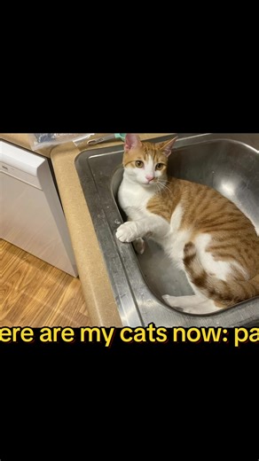 Where are my cats today part 2️⃣ #funnymoments #catsoftiktok #orangecatbehavior #hi #trufflevsbeans