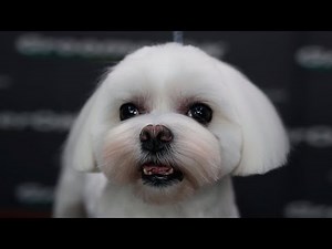 Groom A Maltese | Step By Step