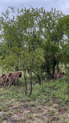 20K views · 2.5K reactions | Talamati breakaways vs a clan of hyenas!...