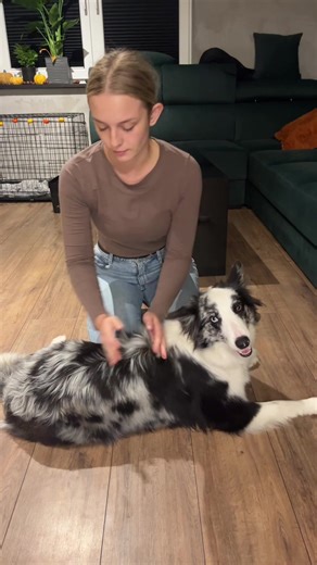 Understanding Your Border Collie: A Guide to Their Habits