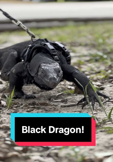 Black Dragon Monitor at Repticon Orlando