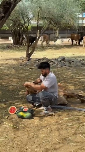 पवन साहू हुए भावुक | गाय को खिलाया,भैंस की याद में रो पड़े#pawansahu #motivation #trending #explore